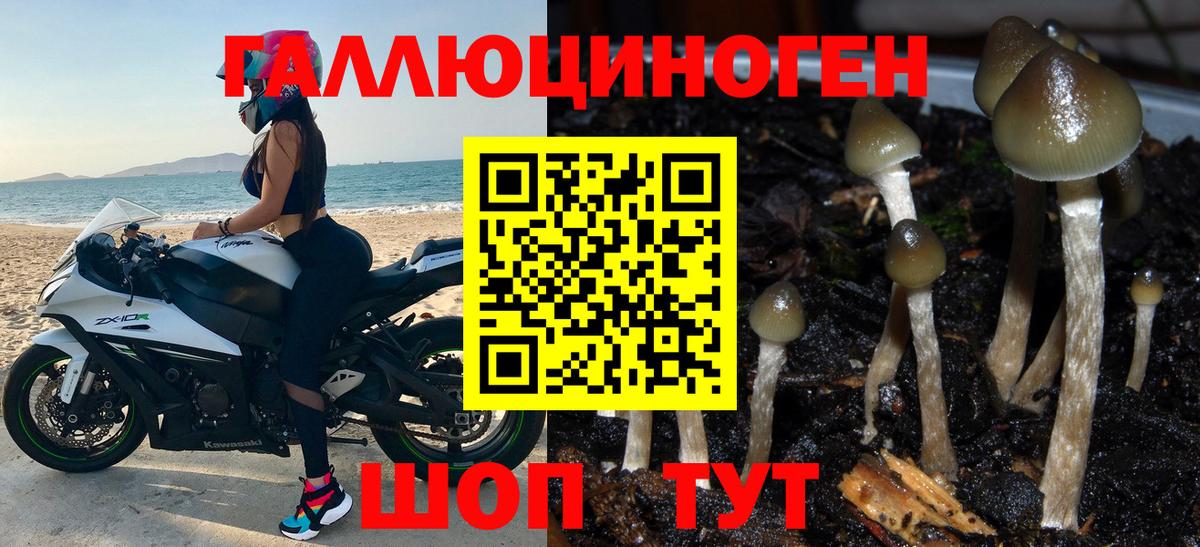 Галлюциногенные грибы Psilocybe  Вход с VPN  Аргун 